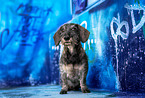 Dachshund in front of scratchwork