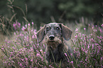 Dachshund in the summer