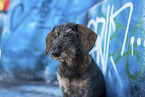 Dachshund in front of scratchwork