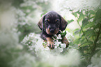 Dachshund Puppy