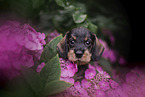 Dachshund Puppy