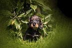 Dachshund Puppy