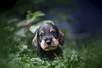 Dachshund Puppy