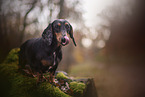 Dachshund in autumn