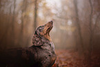Dachshund in autumn