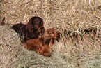2 longhaired Dachshunds