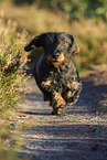 wirehaired Dachshund