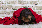 lying Dachshund