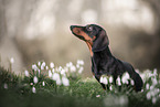 young Dachshund