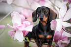 young Dachshund