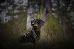 male Dachshund