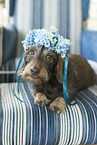 Dachshund