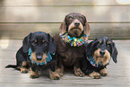 Dachshund