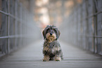 female Dachshund