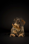 female Dachshund