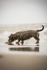 female Dachshund