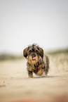female Dachshund