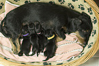 Dachshund Puppies