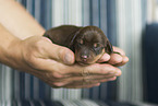Dachshund Puppy
