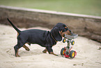 Dachshund Puppy
