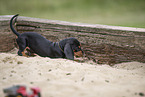 Dachshund Puppy