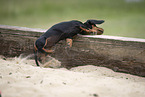 Dachshund Puppy