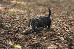 Dachshund Puppy