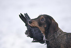 female Dachshund