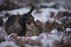female Dachshund