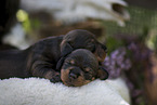 Dachshund Puppies