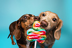Dachshund in Studio