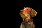 Dachshund at Holi shooting