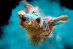 Dachshund at Holi shooting
