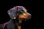 Dachshund at Holi shooting
