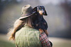 shorthaired Dachshund