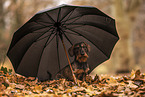 male Dachshund