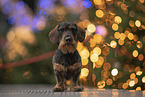 male Dachshund