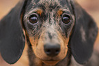 Dachshund Puppy