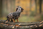 Dachshund Puppy