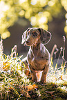 young Dachshund