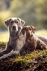 2 dogs