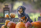 longhaired Dachshund