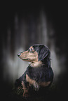 longhaired Dachshund