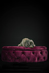 wirehaired Dachshund