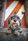 wirehaired Dachshund