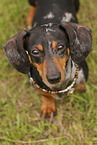 Dachshund