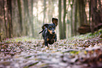 Dachshund