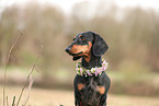 Dachshund