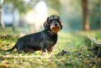 Dachshund