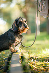 Dachshund